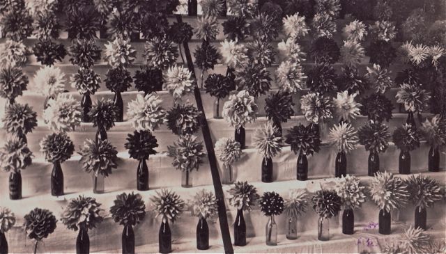 Aartsmoeilijke keuze bij de jury in de allereerste wedstrijd bloemschikken.